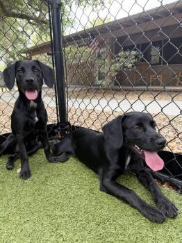 Martha -  Cocker Spaniel and Labrador Retriever Dog for Adoption in Hilton Head Island, South Carolina - Martha | PetCurious