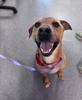 Mixed Breed Dogs Available for Adoption in West Chester, Pennsylvania - Rell | PetCurious