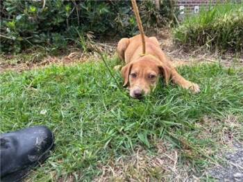Candy -  Hound and Mixed Breed Dog for Adoption in Savannah, Georgia - Candy | PetCurious