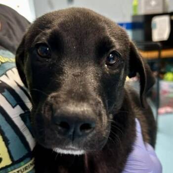 Jet -  Mixed Breed Dog for Adoption in Poplar Bluff, Missouri - Jet | PetCurious