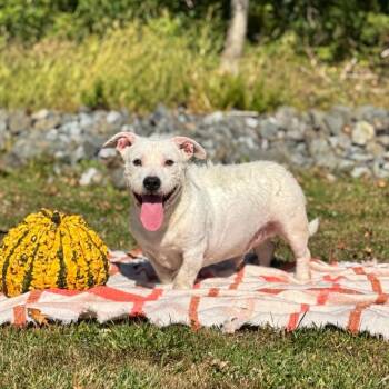 Cane -  Pit Bull Terrier Dog for Adoption in Syosset, New York - Cane | PetCurious