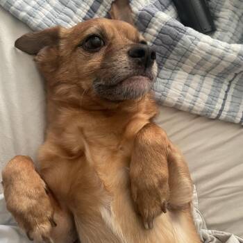 Winston -  Chihuahua Dog for Adoption in West Palm Beach, Florida - Winston | PetCurious