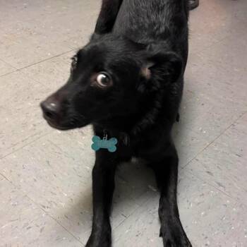 Bear Hugz -  Border Collie and Mixed Breed Dog for Adoption in Belleville, Illinois - Bear Hugz | PetCurious