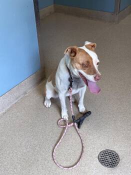 Mixed Breed Dogs Available for Adoption in Newton, North Carolina - SABRINA | PetCurious