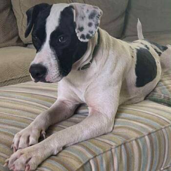 Daisy Mae -  Dalmatian Dog for Adoption in Lucedale, Mississippi - Daisy Mae | PetCurious