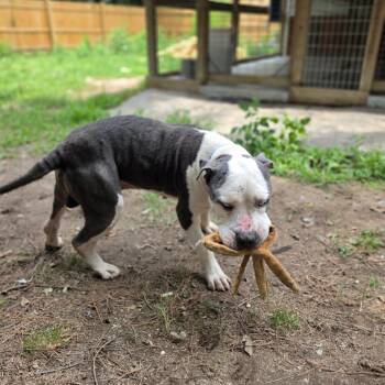 Rocky -  American Staffordshire Terrier Dog for Adoption in Chesapeake, Virginia - Rocky | PetCurious