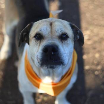 MAXIMUS -  Labrador Retriever Dog for Adoption in San Antonio, Texas - MAXIMUS | PetCurious