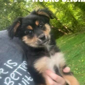 Stavo -  Shepherd and Mixed Breed Dog for Adoption - Stavo | PetCurious