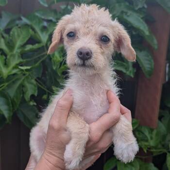 Gollum -  Poodle Dog for Adoption in San Diego, California - Gollum | PetCurious