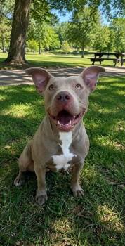 Sunshine -  Mixed Breed Dog for Adoption in Georgetown, South Carolina - Sunshine | PetCurious