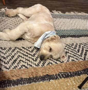 Poodle Dogs Available for Adoption - Sam | PetCurious