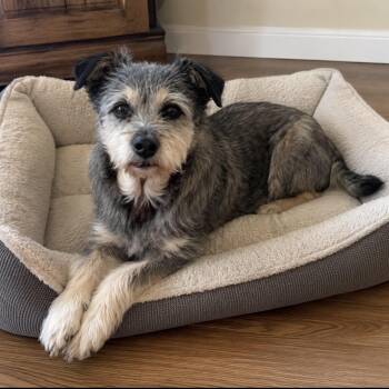 Honey -  Terrier and Mixed Breed Dog for Adoption in Pelham, New Hampshire - Honey | PetCurious