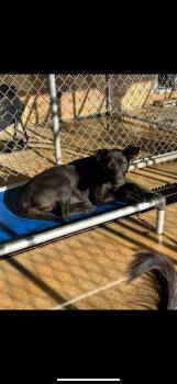 Rescue Black Labrador Retriever Dogs for Adoption in Newborn, Georgia - BAILEY | PetCurious