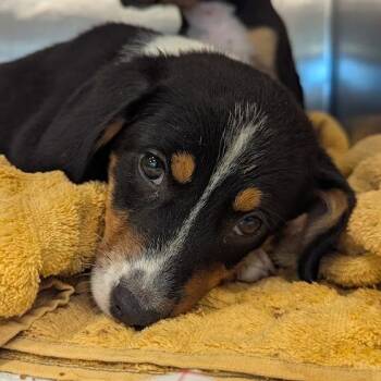 Xavi -  Mixed Breed Dog for Adoption in Bentonville, Arkansas - Xavi | PetCurious
