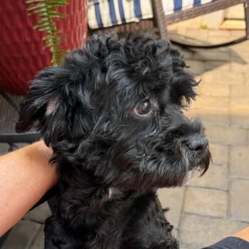 Onyx -  Miniature Poodle Dog for Adoption in Charlotte, North Carolina - Onyx | PetCurious