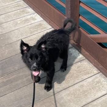 Entei D70523 -  Siberian Husky and Australian Shepherd Dog for Adoption in Minnetonka, Minnesota - Entei D70523 | PetCurious