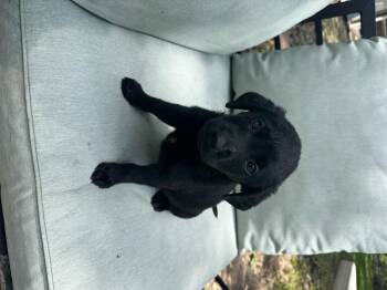Flat Coated Retriever and Golden Retriever Dogs Available for Adoption - Lily | PetCurious