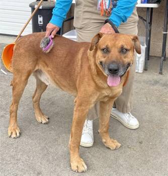 MIGUEL -  Pit Bull Terrier and Rhodesian Ridgeback Dog for Adoption in Camarillo, California - MIGUEL | PetCurious