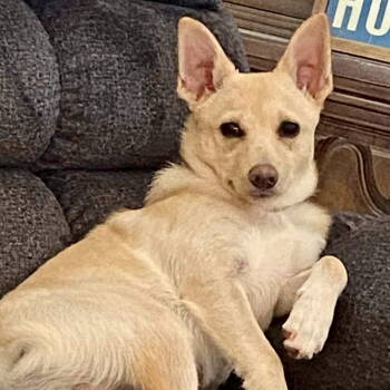 Rescue Pomeranian and Chihuahua Dogs for Adoption in Hillsborough, North Carolina - Butters | PetCurious