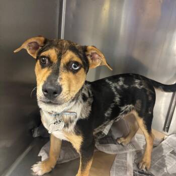 TX4070 Jake -  Mixed Breed Dog for Adoption in Port Washington, New York - TX4070 Jake | PetCurious