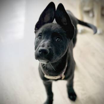 Marcia -  Pit Bull Terrier and German Shepherd Dog Dog for Adoption in Burbank, California - Marcia | PetCurious