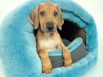 MATT -  German Shepherd Dog and Mixed Breed Dog for Adoption in Fort Lauderdale, Florida - MATT | PetCurious