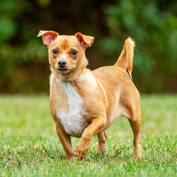 Rescue Chihuahua Dogs for Adoption in South Elgin, Illinois - Wrigley | PetCurious