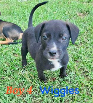 W litter Wiggles -  Border Collie and Labrador Retriever Dog for Adoption in Semmes, Alabama - W Litter Wiggles | PetCurious