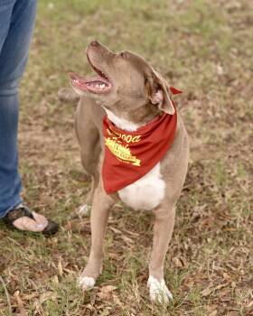 MAX -  American Bulldog Dog for Adoption in Southaven, Mississippi - MAX | PetCurious