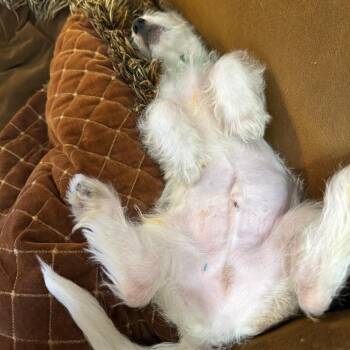 Maltese Dogs Available for Adoption - Paedon | PetCurious