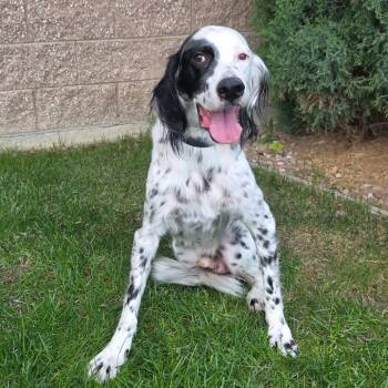 English Setter Dogs Available for Adoption in Great Falls, Montana - Pongo | PetCurious