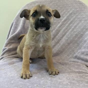 Pit Bull Terrier Dogs Available for Adoption in Kanab, Utah - Fun Dip | PetCurious