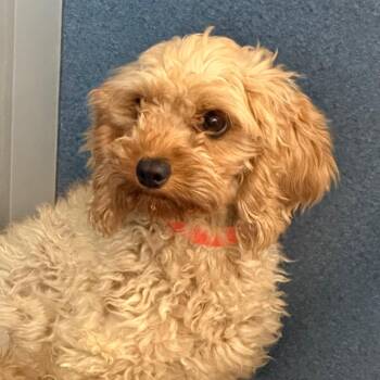 Gigi - Missouri JY26-55 -  Cavalier King Charles Spaniel and Poodle Dog for Adoption in Peyton, Colorado - Gigi - Missouri JY26-55 | PetCurious