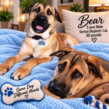 BEAR - 5 YEAR MALE GERMAN SHEPHERD/LABRADOR MIX 80 POUNDS -  German Shepherd Dog and Labrador Retriever Dog for Adoption in Mesa, Arizona - BEAR - 5 YEAR MALE GERMAN SHEPHERD/LABRADOR MIX 80 POUNDS | PetCurious