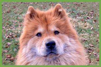Chow Chow Dogs Available for Adoption in Amherst, Massachusetts - Muffy | PetCurious