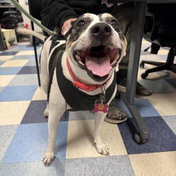 Mixed Breed Dogs Available for Adoption - Oreo | PetCurious