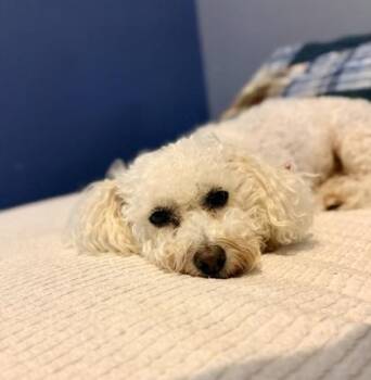 Poodle and Mixed Breed Dogs Available for Adoption in Fort Worth, Texas - Filippa | PetCurious