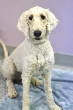 Job in NH. Come Meet our Adoptable Dogs Wednesday-Saturday. More -  Standard Poodle Dog for Adoption in Manchester, New Hampshire - Job In NH. Come Meet Our Adoptable Dogs Wednesday-Saturday. More | PetCurious