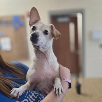 Chihuahua Dogs Available for Adoption in Fredericksburg, Virginia - Stella | PetCurious