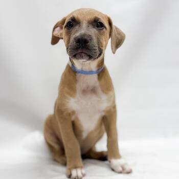 Pit Bull Terrier and Mixed Breed Dogs Available for Adoption in Parker, Colorado - 626 (2026) Fred | PetCurious