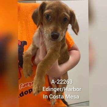 WAGS-Stray-22263_2 -  Chihuahua and Dachshund Dog for Adoption in Westminster, California - WAGS-Stray-22263_2 | PetCurious