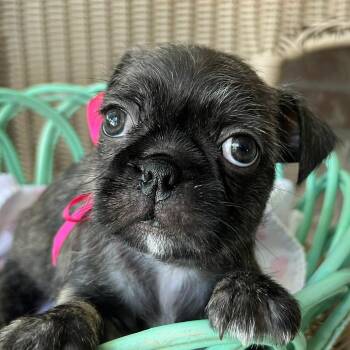 Abigail -  Boston Terrier and Pug Dog for Adoption in Boerne, Texas - Abigail | PetCurious