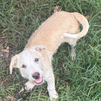 McScruff -  Terrier and Mixed Breed Dog for Adoption in Montgomery, Alabama - McScruff | PetCurious