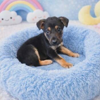 Mixed Breed Dogs Available for Adoption in Brewton, Alabama - Opie | PetCurious