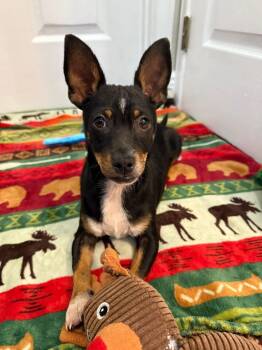 Rescue Chihuahua and Mixed Breed Dogs for Adoption in Orlando, Florida - Onyx | PetCurious