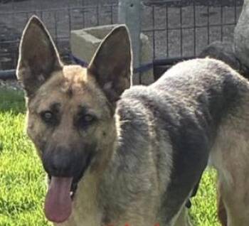 German Shepherd Dog Dogs Available for Adoption in Frazier Park, California - Pookie | PetCurious