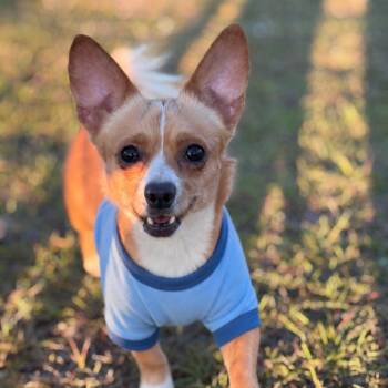 Chihuahua Dogs Available for Adoption in Enterprise, Alabama - Brutus | PetCurious
