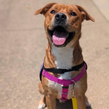 Elmer -  Mixed Breed Dog for Adoption in Spruce Pine, North Carolina - Elmer | PetCurious