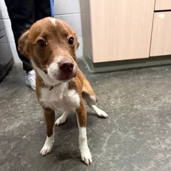 Skip -  Terrier Dog for Adoption in Evensville, Tennessee - Skip | PetCurious