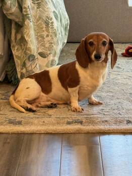 Rescue Dachshund Dogs for Adoption in Columbus, Ohio - Evie | PetCurious